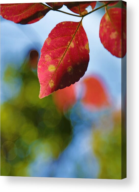 Red Acrylic Print featuring the photograph Red and Green Fall Leaves by Brooke T Ryan