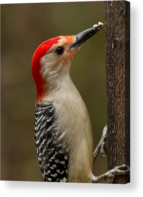 Red-bellied Woodpecker Acrylic Print featuring the photograph Red-bellied Woodpecker by Robert L Jackson