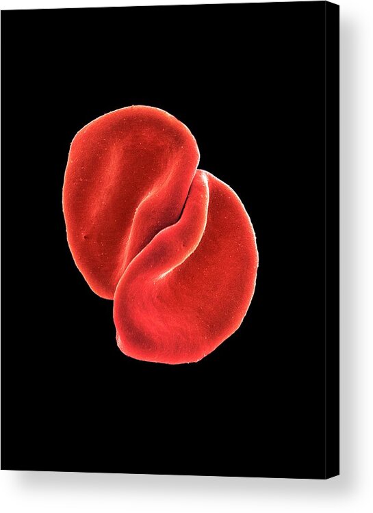 Magnified Image Acrylic Print featuring the photograph Red Blood Cells by Steve Gschmeissner