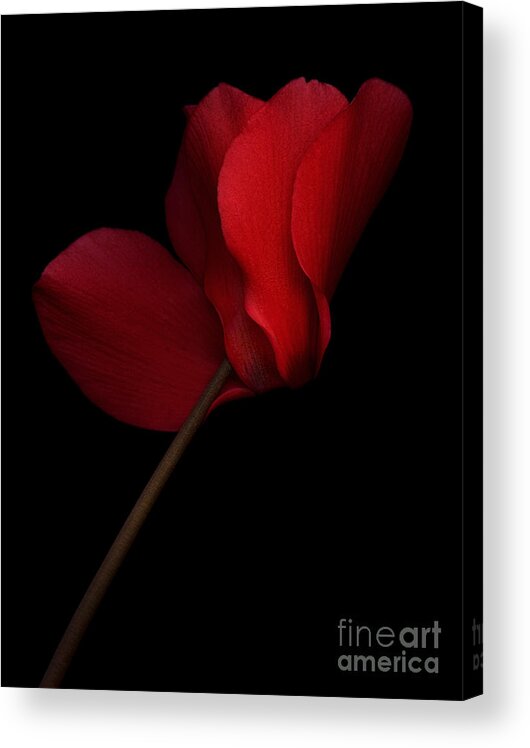 Beauty In Nature Acrylic Print featuring the photograph Red Cyclamen by Oscar Gutierrez