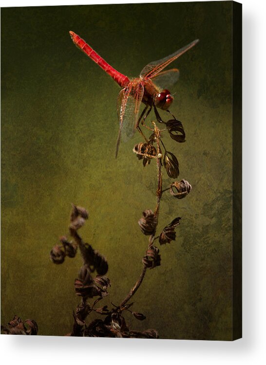 Red Dragonfly Acrylic Print featuring the photograph Red Dragonfly on a Dead Plant by Belinda Greb