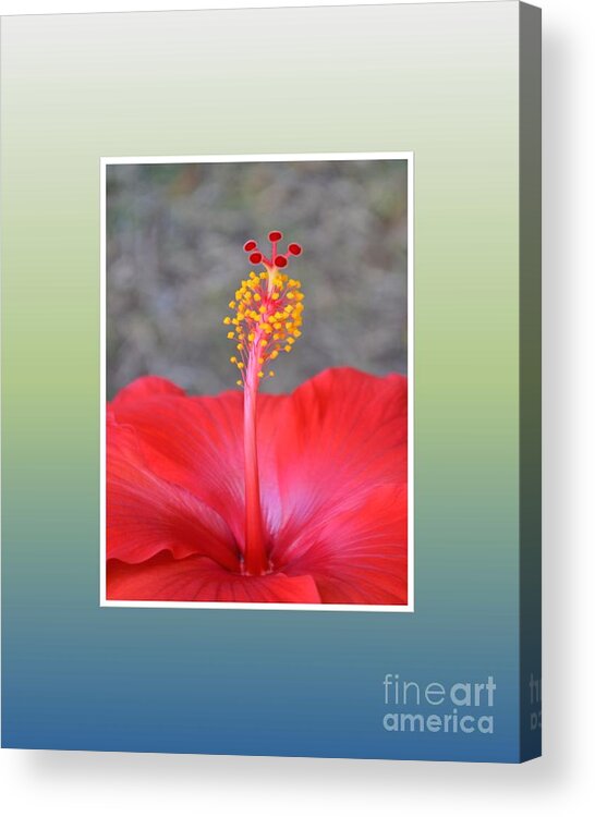 Red Hibiscus-v3 Acrylic Print featuring the photograph Red Hibiscus-v3 by Darla Wood