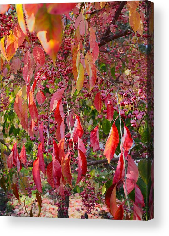 Tree Acrylic Print featuring the photograph Red Leaves and Berries by Barbara Dean
