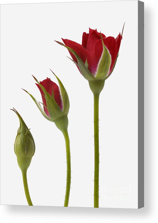 Red Rose Flower Acrylic Print featuring the photograph Red Rose Flower Opening Sequence by Mark Bowler