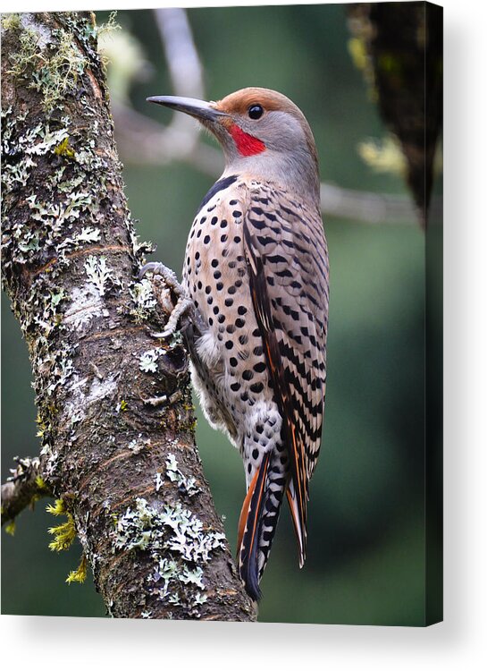 Bird Acrylic Print featuring the photograph Red Shafted Flicker VI by Ronda Broatch