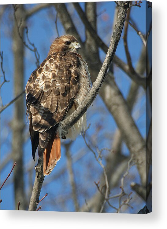 Wildlife Acrylic Print featuring the photograph Red-Tailed Hawk by William Selander