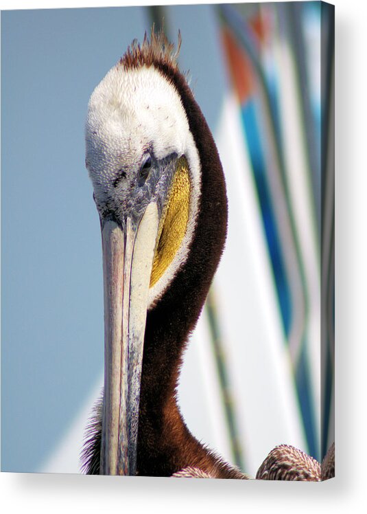 Pelican Acrylic Print featuring the photograph Regal Pelican by Patricia Quandel