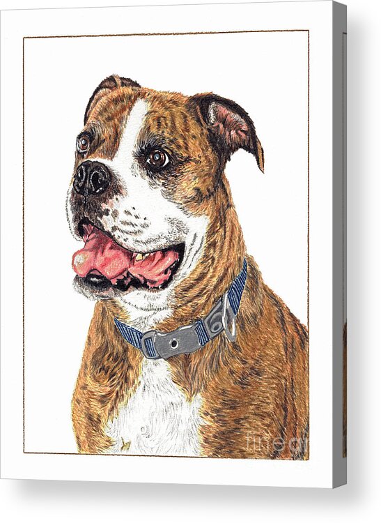 Dog Acrylic Print featuring the painting Reggie by Val Miller