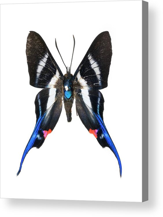 Rhetus Arcius Acrylic Print featuring the photograph Rhetus Arcius Butterfly by Lawrence Lawry