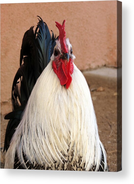 Rooster Acrylic Print featuring the photograph Rooster by Laurel Powell