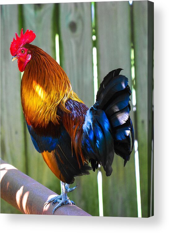Rooster Acrylic Print featuring the photograph Rooster by Robert L Jackson