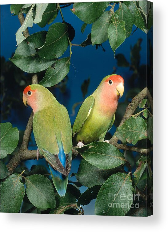 Peach-faced Lovebird Acrylic Print featuring the photograph Rosyfaced Lovebirds by Hans Reinhard