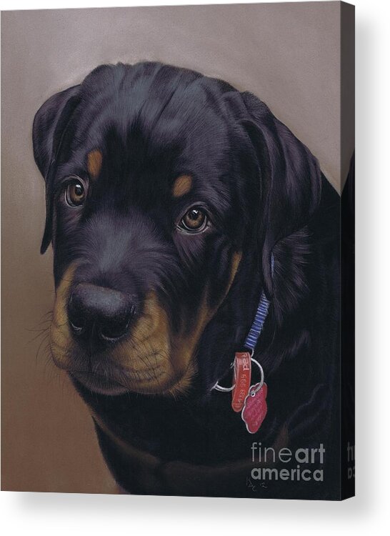 Dog Acrylic Print featuring the pastel Rottweiler Dog by Karie-Ann Cooper