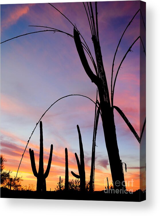 Nature Acrylic Print featuring the photograph Saguaro Silhouettes by John Shaw