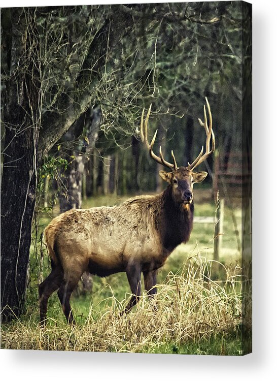 Bull Elk Acrylic Print featuring the photograph Satellite Bull by Roadside by Michael Dougherty