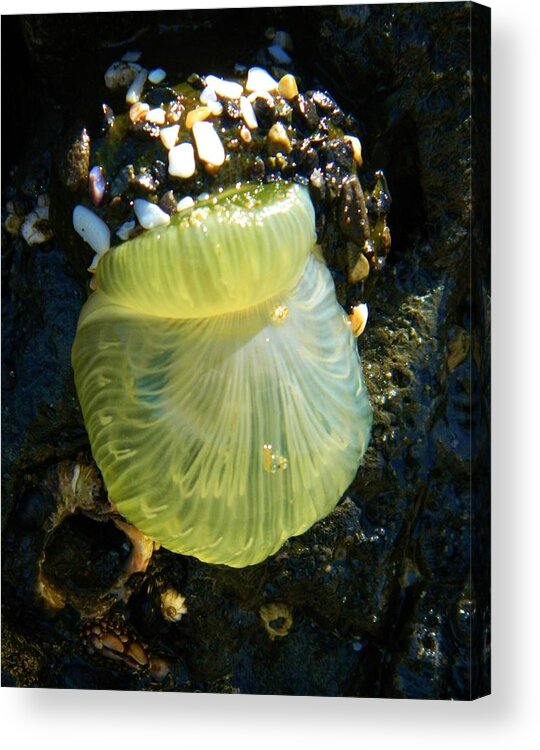 Ocean Life Acrylic Print featuring the photograph Sea Anemone with Beautiful Jelly by Gallery Of Hope 