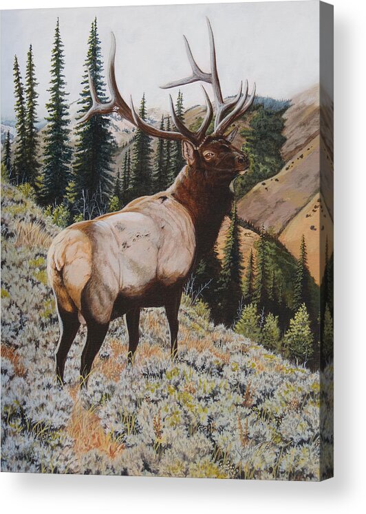 Bull Elk Acrylic Print featuring the painting Seasoned Veteran by Darcy Tate