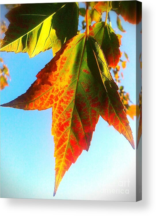 Leaf Acrylic Print featuring the photograph Season's Change by James Aiken