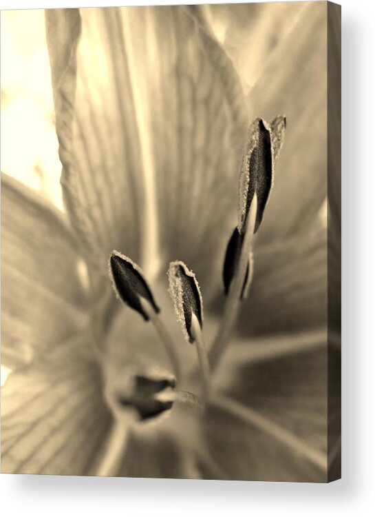 Lily Acrylic Print featuring the photograph Sepia Macro Daylily by Cynthia Clark