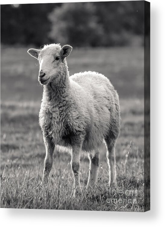 Sheep Art Photography Print Acrylic Print featuring the photograph Sheep Art by Lucid Mood