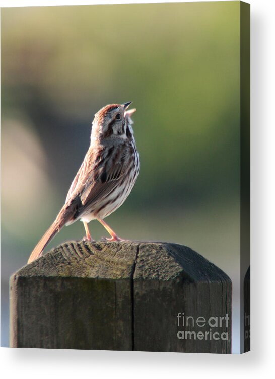 Sparrow Acrylic Print featuring the photograph Singing Song Sparrow by Anita Oakley