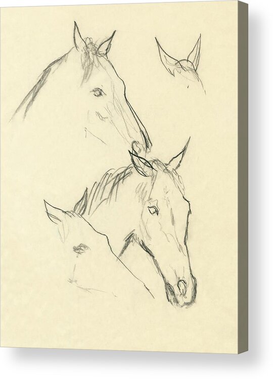 Animal Acrylic Print featuring the digital art Sketch Of A Horse Head by Carl Oscar August Erickson