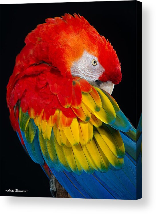 Parrot Acrylic Print featuring the photograph Sleepy Scarlet Macaw by Avian Resources