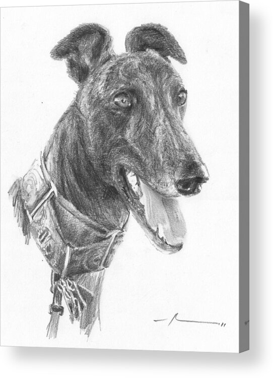 <a Href=http://miketheuer.com Target =_blank>www.miketheuer.com</a> Smiling Greyhound Pencil Portrait Acrylic Print featuring the drawing Smiling Greyhound Pencil Portrait by Mike Theuer