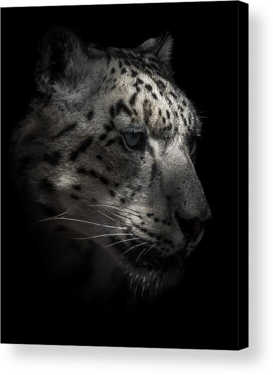 Snow Leopards Acrylic Print featuring the photograph Snow Leopard Portrait by Ernest Echols