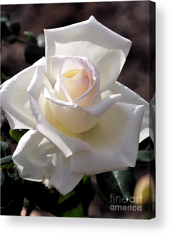 Rose Acrylic Print featuring the digital art White Rose Bloom by Kirt Tisdale