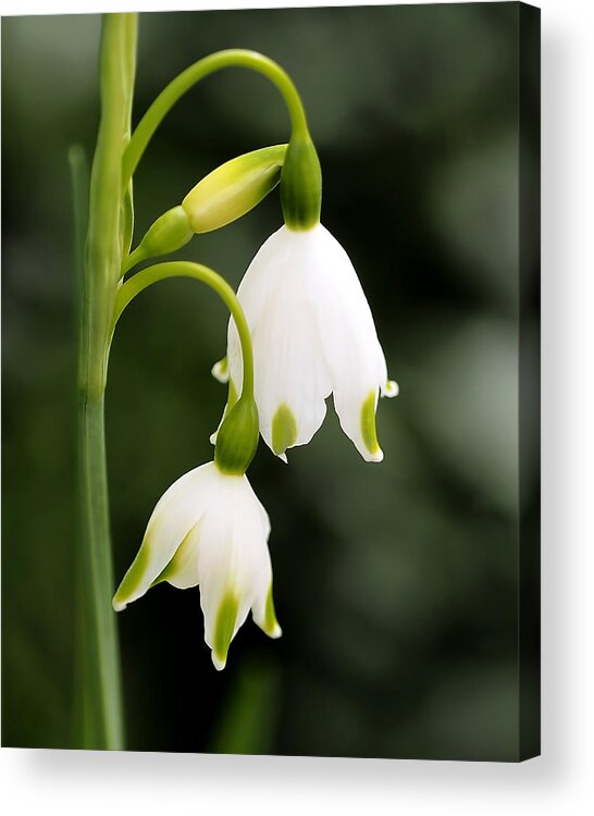 Snowbells Acrylic Print featuring the photograph Snowbells in Spring by Rona Black