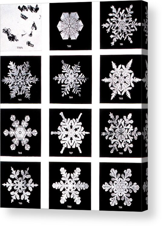 Snowflake Acrylic Print featuring the photograph Snowflakes by Noaa/science Photo Library