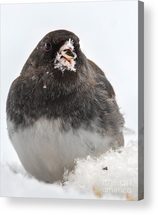 Junco Acrylic Print featuring the photograph Snowflakes On My Nose by Amy Porter