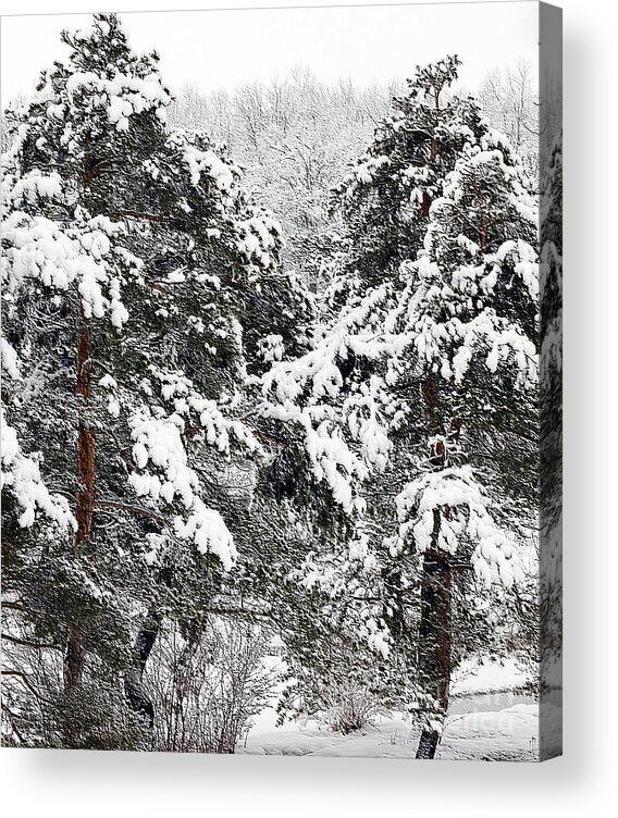 #winter #snow Acrylic Print featuring the photograph Snowy Pines by Kathleen Struckle