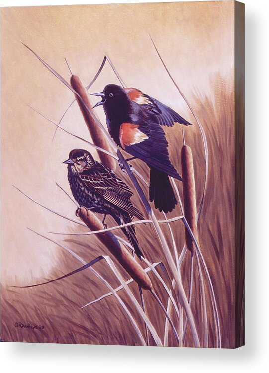 Red-winged Blackbird Acrylic Print featuring the painting Song of the Marsh by Richard De Wolfe