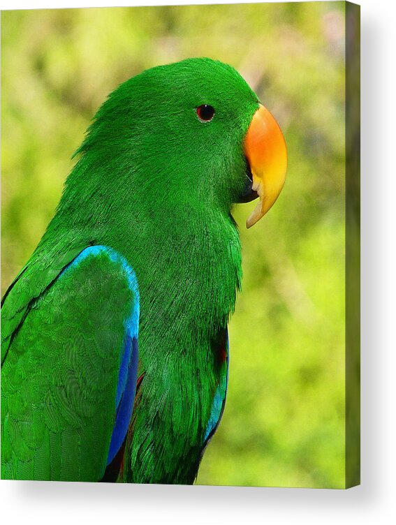 Eclectus Parrot Acrylic Print featuring the photograph Spectacular Eclectus Parrot by Margaret Saheed