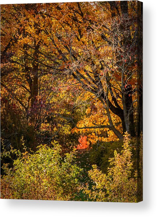 Nature Acrylic Print featuring the photograph Splash of Orange by Robert Mitchell