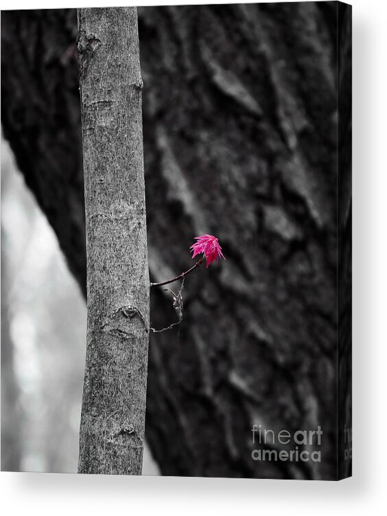 Natural Bridge Acrylic Print featuring the photograph Spring Maple Growth by Steven Ralser