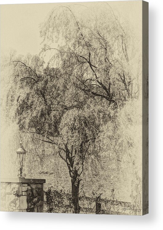 Trees Acrylic Print featuring the photograph Spring by Skip Tribby