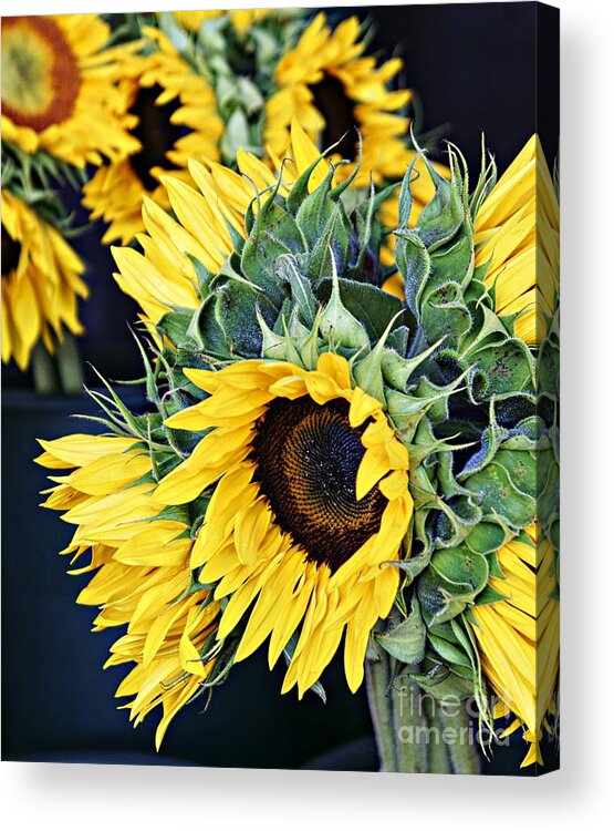 Sunflowers Acrylic Print featuring the photograph Spring Sunflowers by Lilliana Mendez