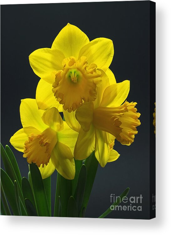 Daffodil Acrylic Print featuring the photograph Spring Trio by Robert Pilkington