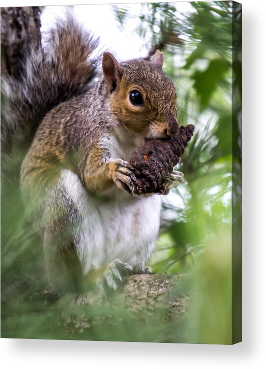 Squirrel Acrylic Print featuring the photograph Squirrel With Pine Cone by Scott Lyons