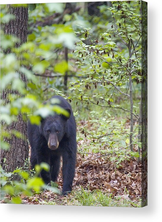 Black Bear Acrylic Print featuring the photograph Stalking Black Bear in Woods by Michael Dougherty