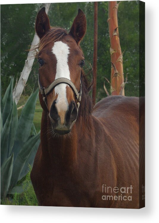 The Stare Down Acrylic Print featuring the photograph Stared Down by Peter Piatt