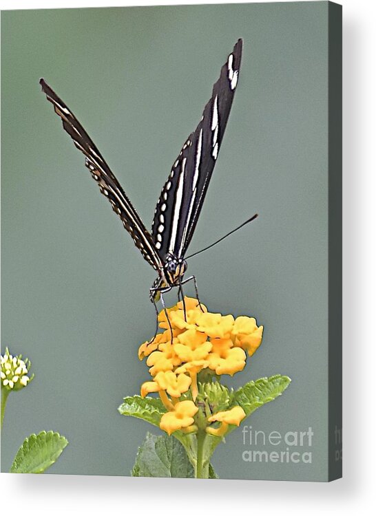 Butterfly Acrylic Print featuring the photograph Summer Sipper by Carol Bradley