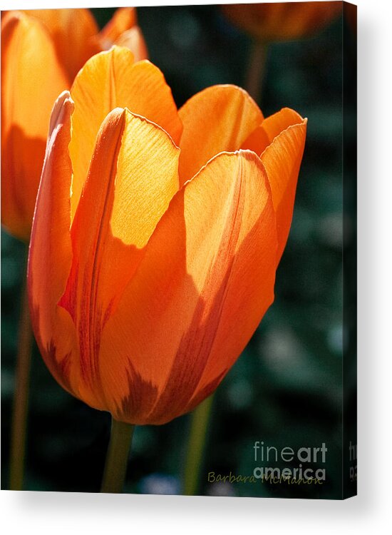 Flower Acrylic Print featuring the photograph Sun Kissed Tulip by Barbara McMahon