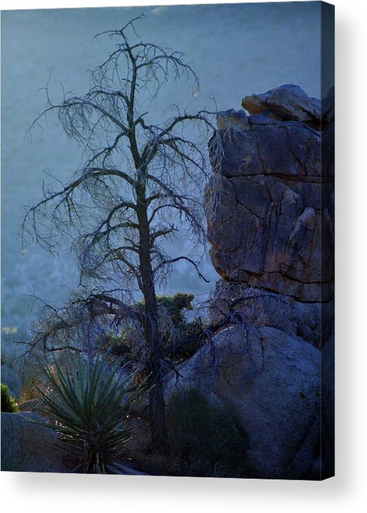 Tree Acrylic Print featuring the photograph Sundown Ridge by Patricia Quandel
