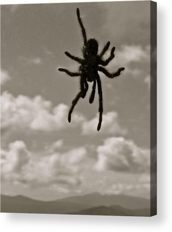 Spider Acrylic Print featuring the photograph Tarantula by Kim Pippinger