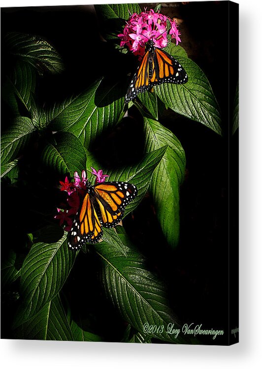 Monarch Butterfly Canvas Print Acrylic Print featuring the photograph Texas Bred by Lucy VanSwearingen