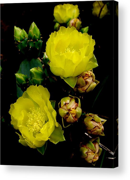Cactus Flower Bloom Photo Acrylic Print featuring the photograph Texas Rose VIII by James Granberry